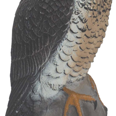 Peregrine Falcon