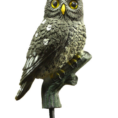 Little Owl