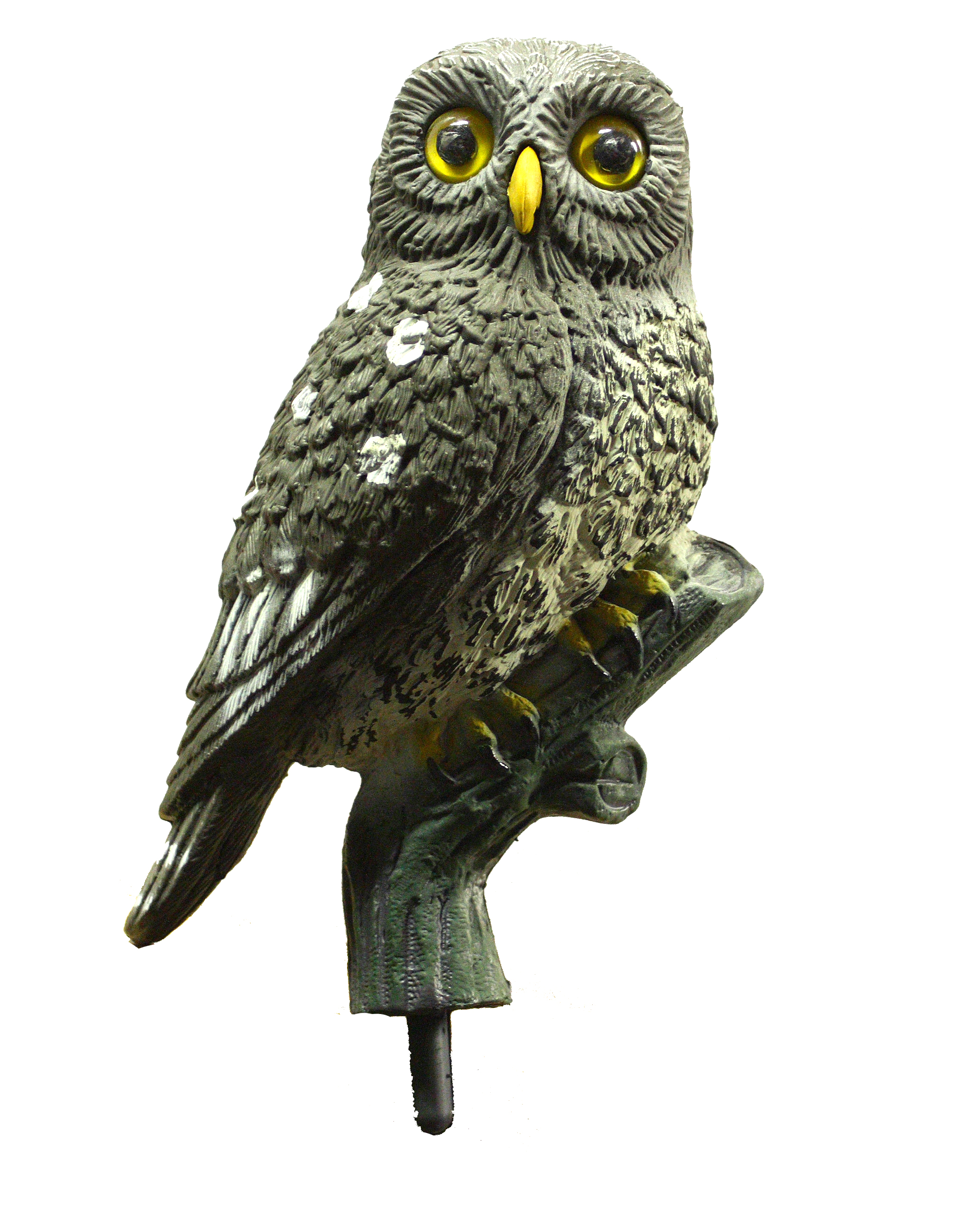 Little Owl
