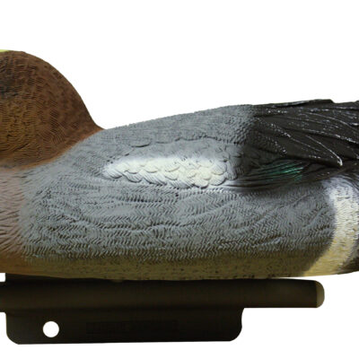 WSL OS 05 Widgeon Drake