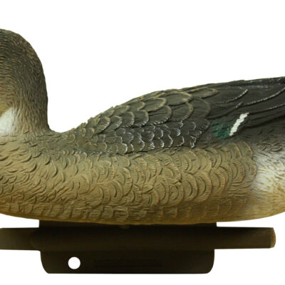 WSL OS 06 Widgeon Hen