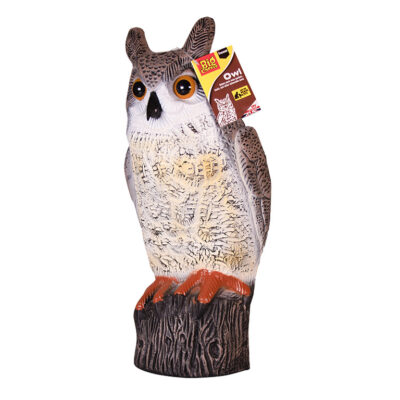 Long Eared Owl Shell