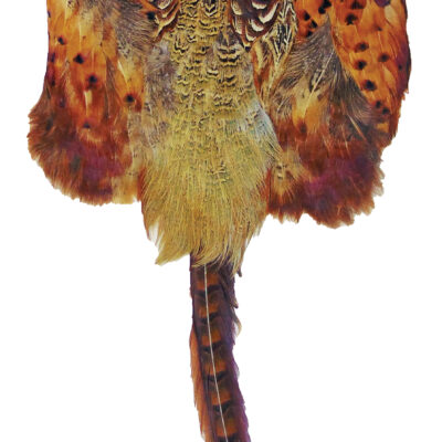 Pheasant Skin Pelt by Bisley